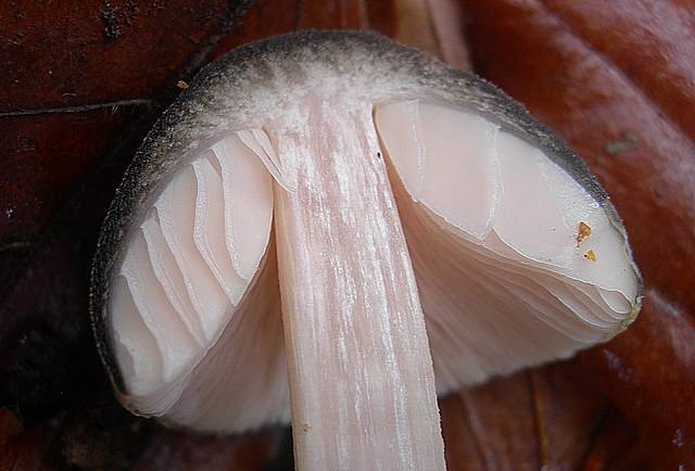 Prima  dell�era  glaciale